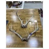 2 Pcs - Deer Antlers