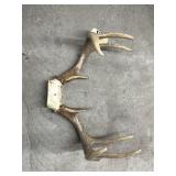 Deer Antlers