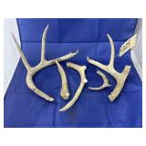 5 Pcs - Deer Antlers