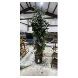 Ficus Tree w/String of Christmas Lights 75"H