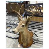 Deer Mount