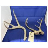 Pair Deer Antlers & Single Antler