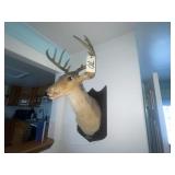 Singing Buck Wall Hanger