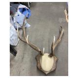 Elk Antlers on Wood Plaque