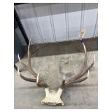 Elk Antlers on Skull Cap