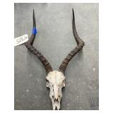 Wild Animal Skull w/Horns