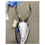 Wild Animal Skull w/Horns on Wood Plaque