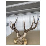 Pair Deer Horns