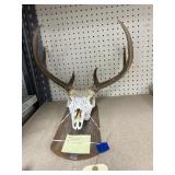 Buck Skull Mount 8-Point 19' Spread