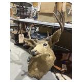 Mule Deer Mount