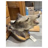 Wild Boar Mount