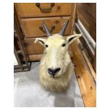 Mountain Goat Shoulder Mount