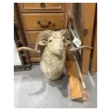 Rocky Mountain Sheep Shoulder Mount