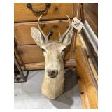 6-Point White Tail Deer Mount