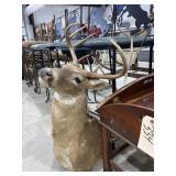 8-Point White Tail Deer Shoulder Mount