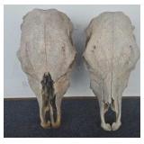 2-- Cow Skulls
