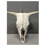 Steer Skull