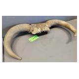Bull Horns