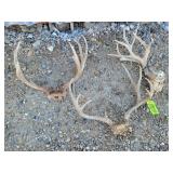 Mule Deer Sheds