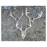 White Tail Sheds
