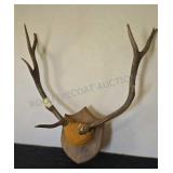 Elk Antler Mount