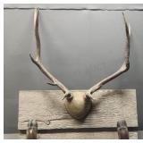Elk Mount