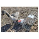 2- Traps, Goose Decoy