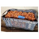 Grip Rite Plastic Top Roofing Nails in Crate