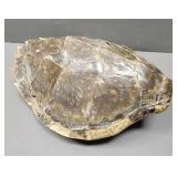 Snapping Turtle Shell
