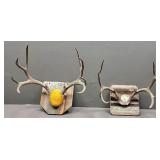 Mule Deer Rack Mounts