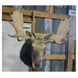 Moose Mount