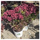 2 -- Akadama Hydrangea