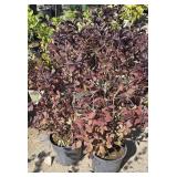 2 -- Very Fine Wine Shrub