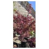 1 -- Bloodgood Japanese Maple