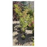 1 -- Bald Cypress