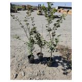 3 -- Vine Maple