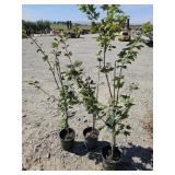3 -- Vine Maple
