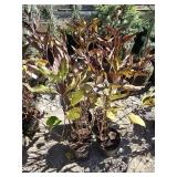 4 -- Miss Kim Dwarf Lilac