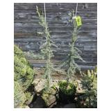 2 -- Carl Fuchs Deodar Cedar
