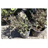 2 -- Dwarf Butterfly Bush