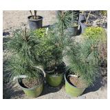 3 -- Western White Pine