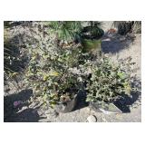 2 -- Dwarf Butterfly Bush