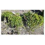 3 -- Bowles Periwinkle