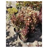 4 -- Orange Torch Barberry