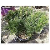 4 -- Dwarf Mugo Pine