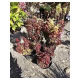 4 -- Orange Torch Barberry