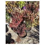 4 -- Orange Torch Barberry