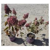 2 -- Berry White Hydrangea