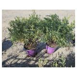 2 -- Cobalt-N-Gold Hypericum