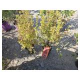 2 -- Marmalade Potentilla